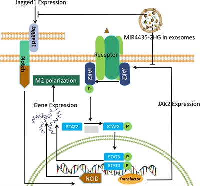 MIR4435-2HG in exosomes promotes gastric carcinogenesis by inducing M2 polarization in macrophages
